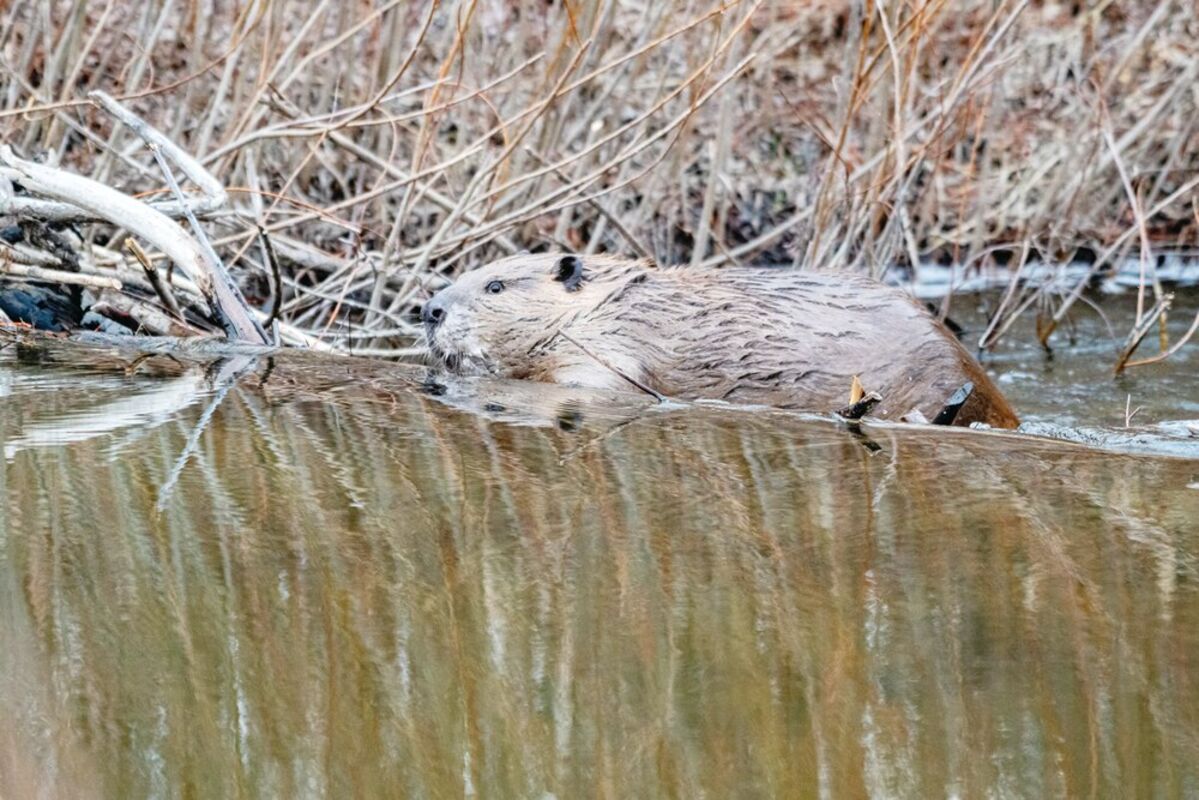 Beaver traps removed from Madison park after public outcry
