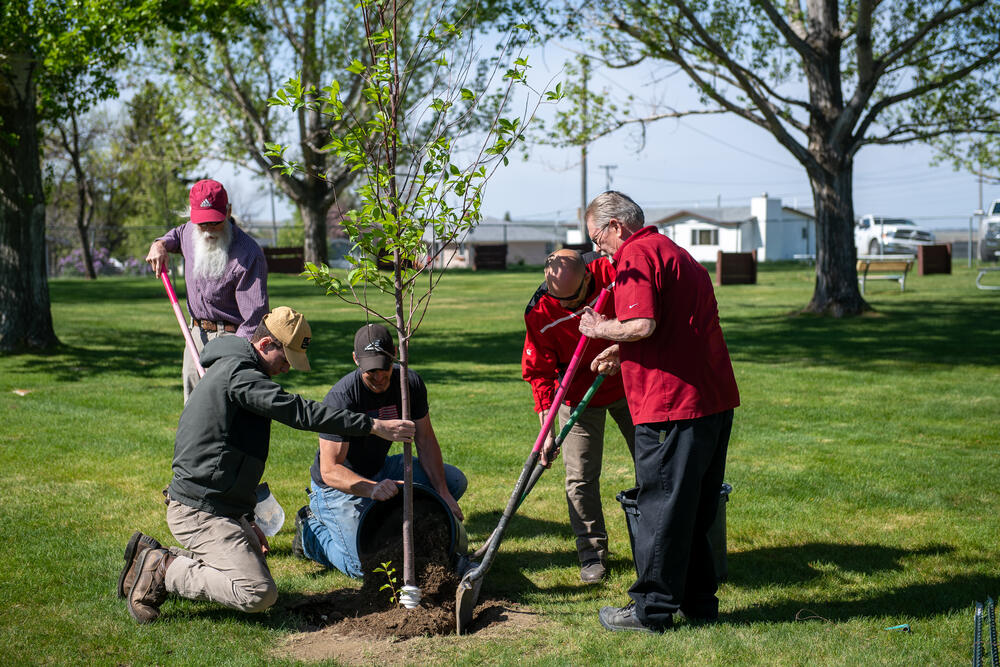 Annual tree planting event again impacted by COVID-19 - Havre Weekly ...